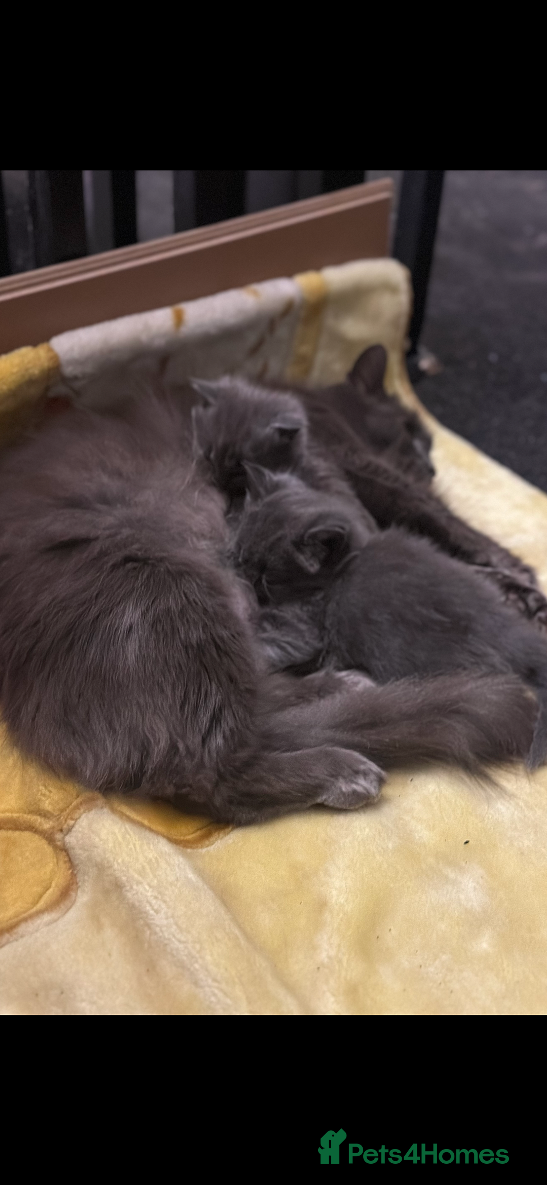 Maine Coon cats for sale: Beautiful blue/Gray kittens  - Advert 1