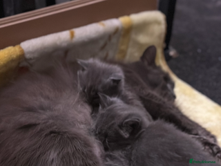 Maine Coon cats Beautiful blue/Gray kittens - Advert 1