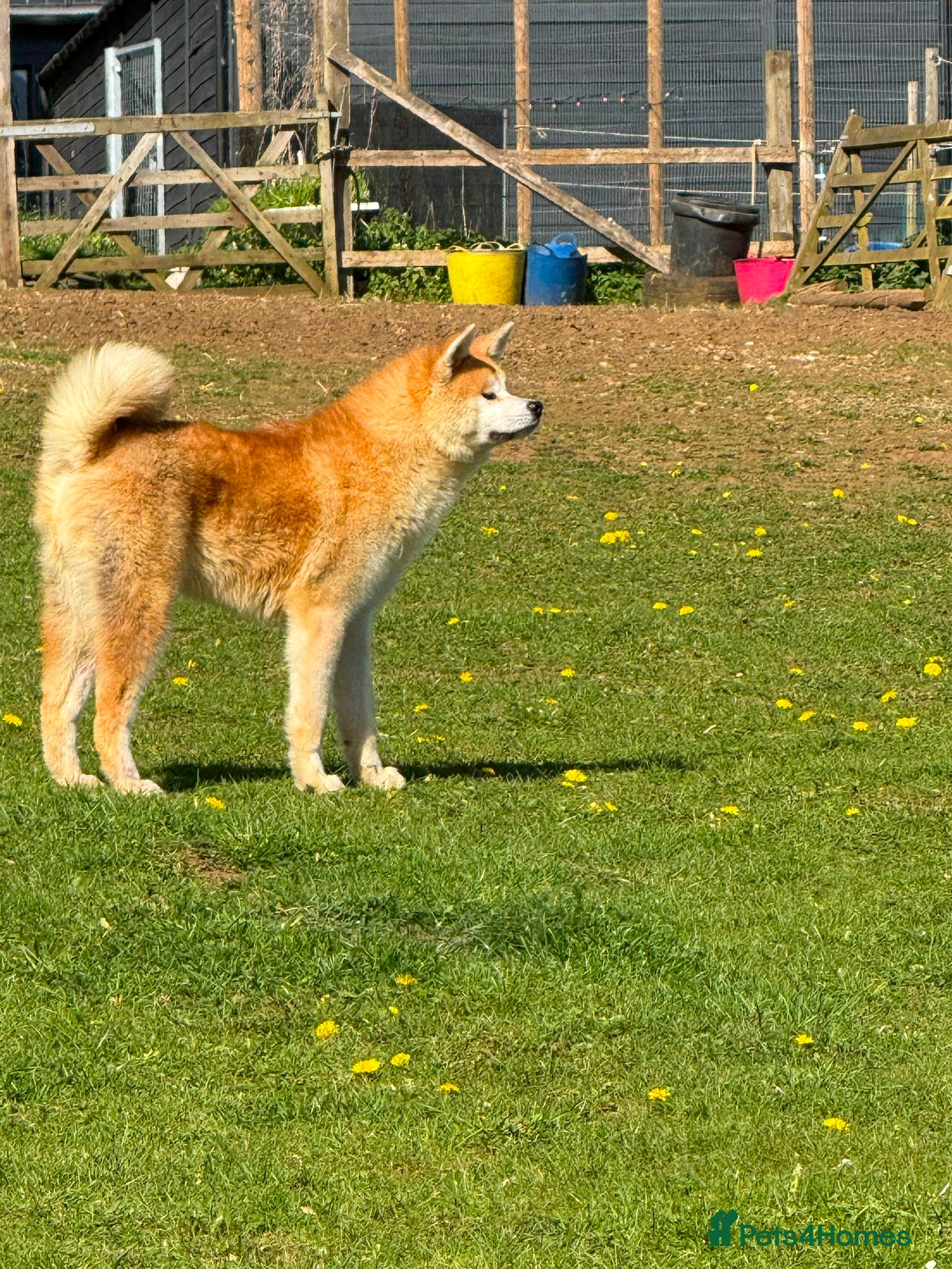 Japanese Akita Inu dogs for sale: Japanese Akita Inu  in Sandy - Advert 3