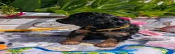 Cavapoo dogs for sale: Stunning Black & tan F1 Toy Cavapoo Puppies  - Advert 10