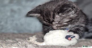 Mixed Breed cats - Advert 4