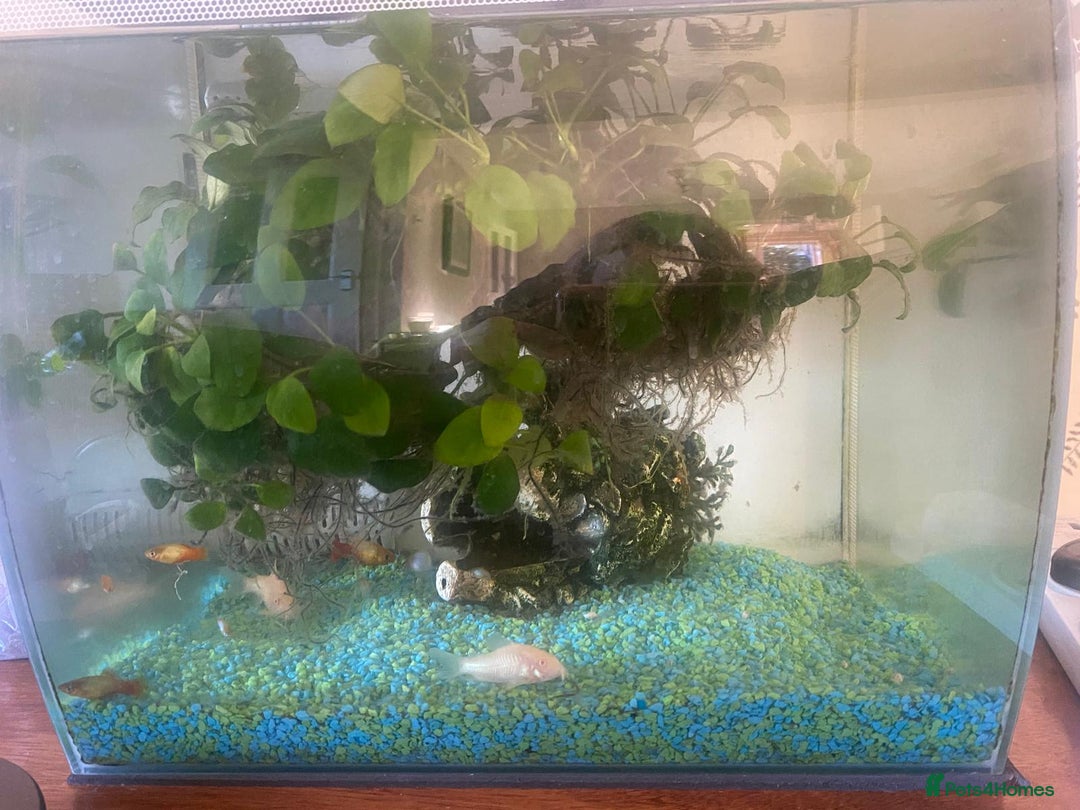 Shrimps fish for sale: Fluval fish tank set up with fish included  - Advert 2