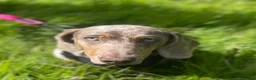 Dachshund dogs for sale: 9 month old dachshund  - Advert 3