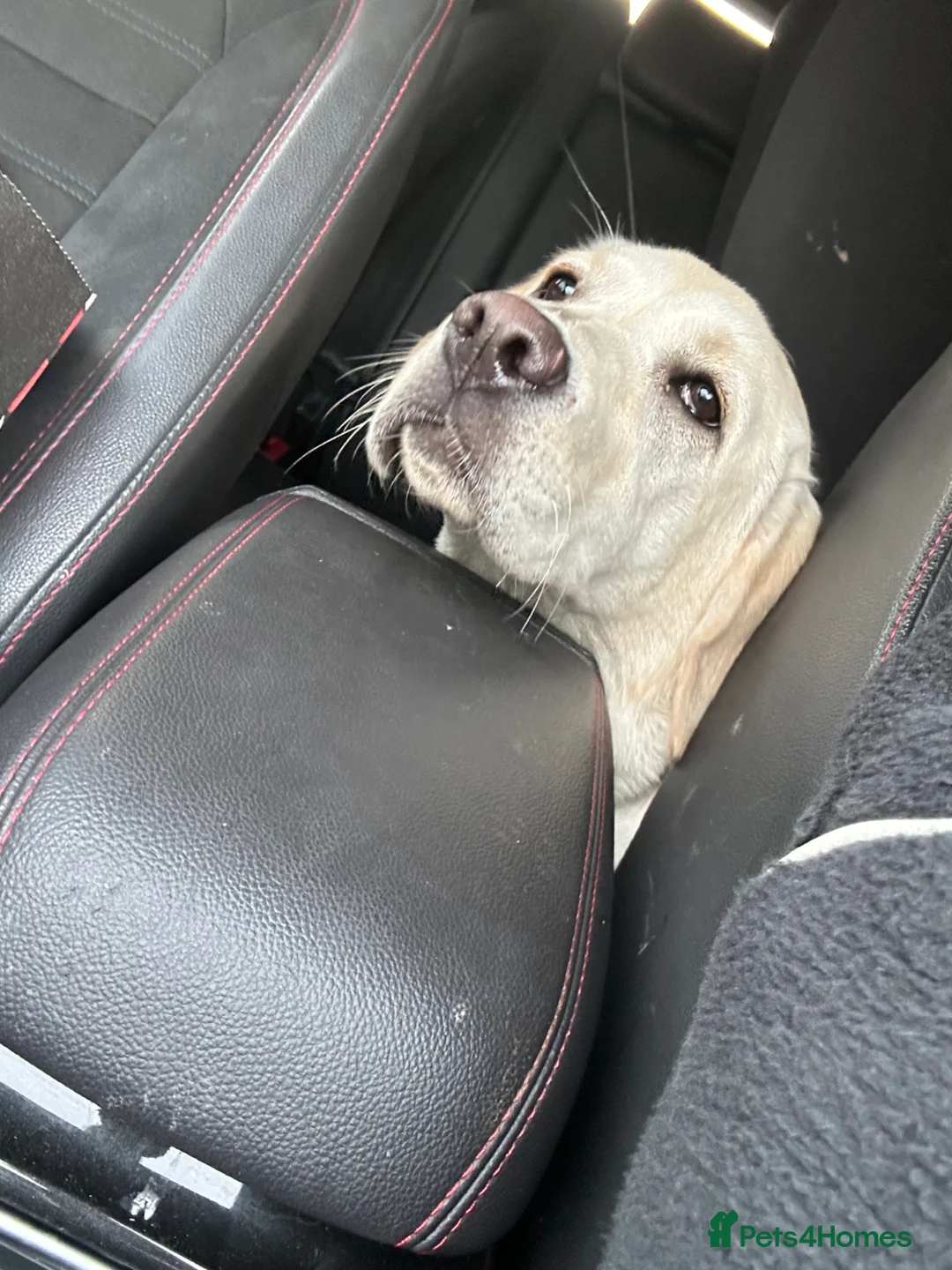 Labrador Retriever dogs for sale: Beautiful golden Labrador female age 8 months old  in Macclesfield - Advert 6