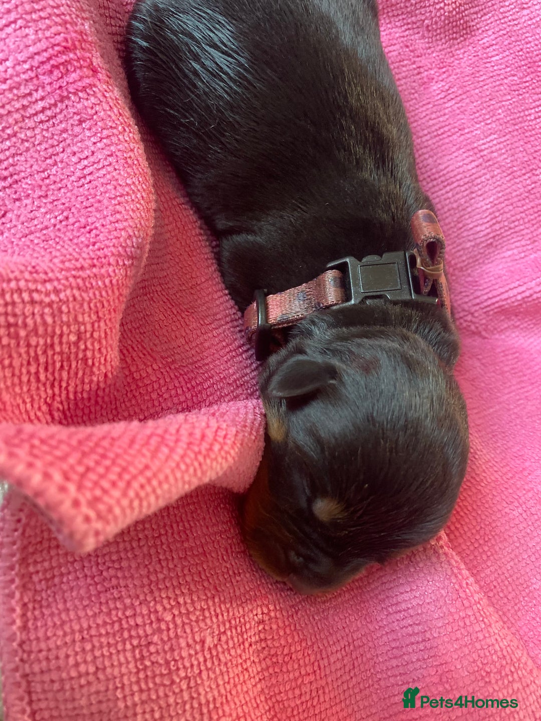 Rottweiler dogs for sale: Hulk and Ruby Rottweiler puppies  - Image 16
