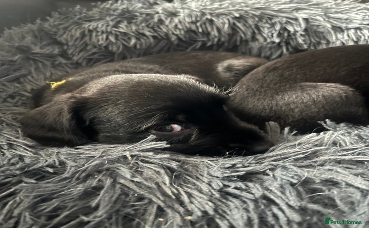 Patterjack dogs - Advert 1