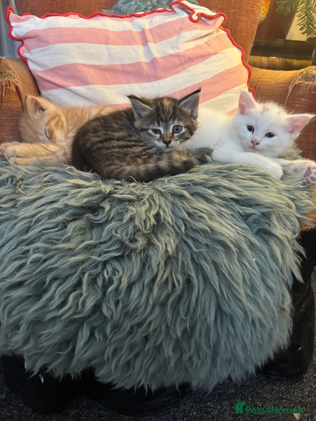 Norwegian Forest Cat cats for sale: Norwegian Forest Cat Kittens  - Advert 14