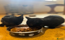Mixed Breed cats for sale: Kittens ready to leave  - Image 8