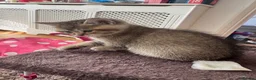 British Shorthair cats for sale: 🐱❤️ Beautiful Kittens Looking for Loving Homes! in Surbiton - Advert 22