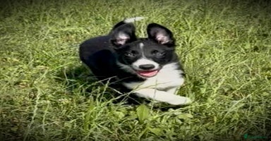 Border Collie dogs - Advert 13