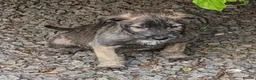 Irish Wolfhound dogs for sale: Irish Wolfhound Puppies  - Advert 9