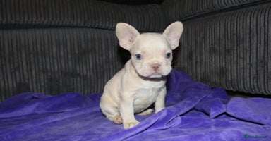 French Bulldog dogs - Advert 6