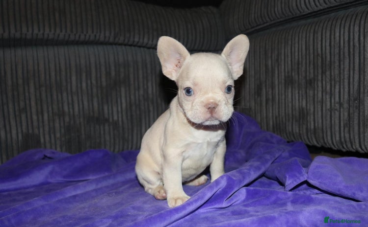 French Bulldog dogs - Advert 1