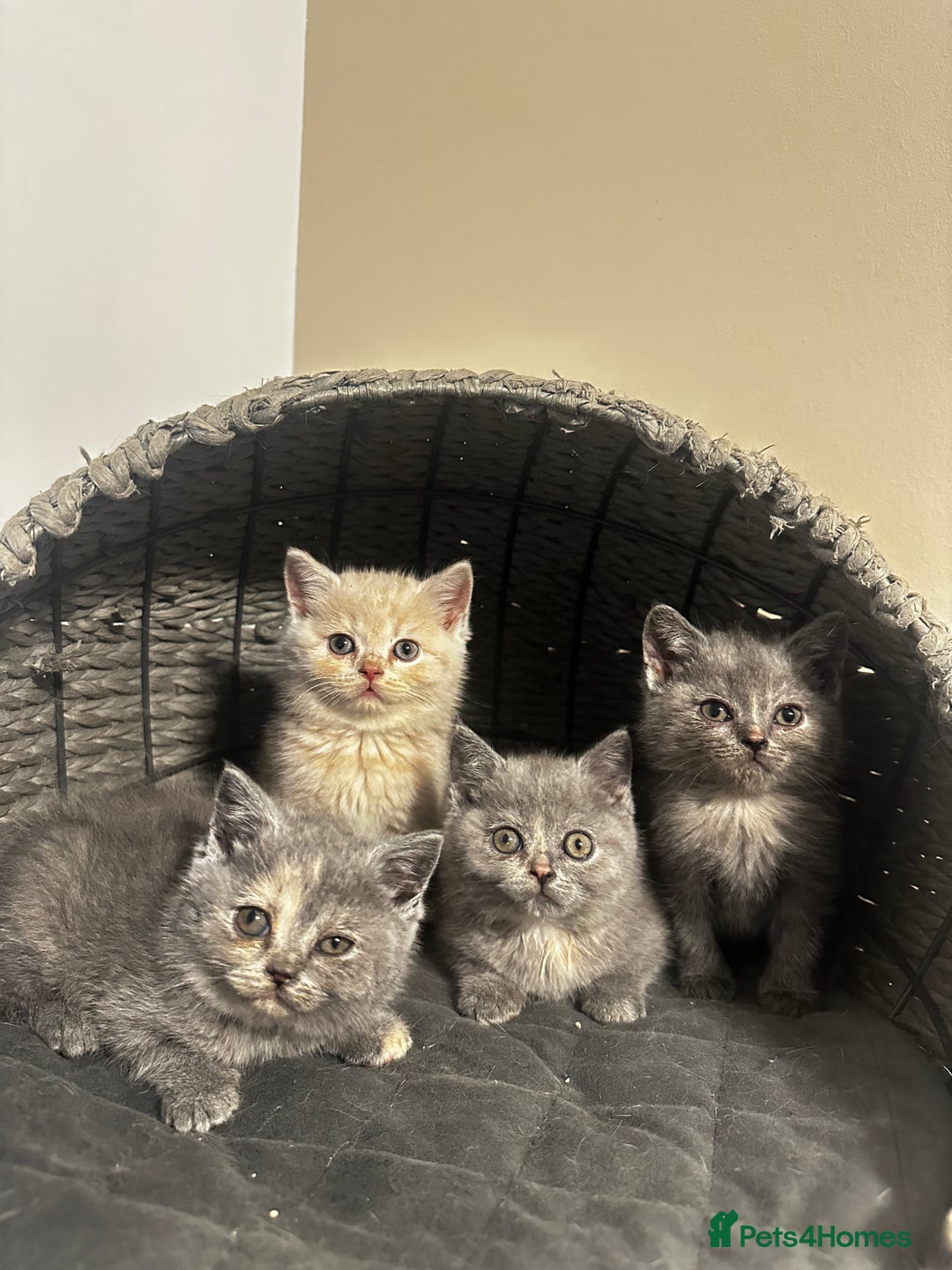 Scottish Fold cats for sale: Gorgeous Scottish kittens available  - Image 14