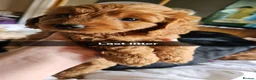 Cavapoo dogs for sale: All reserved!!! - Advert 25