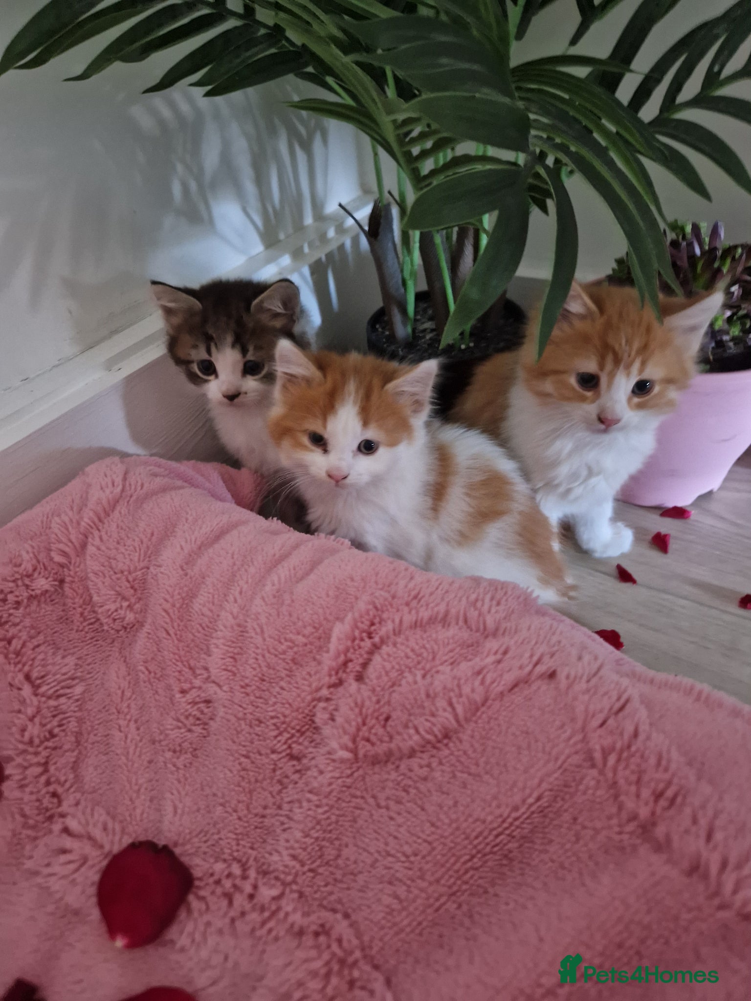 Mixed Breed cats BeAuTiFuL fluffy kittens - Advert 1
