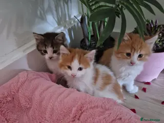 Mixed Breed cats BeAuTiFuL fluffy kittens - Advert 16