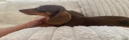 Miniature Dachshund dogs for sale: Dachshund puppies  - Advert 3