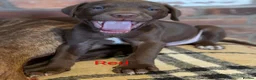Mixed Breed dogs for sale: 10 Gorgeous male chocolate Labrador cross puppies  in Stafford - Advert 8