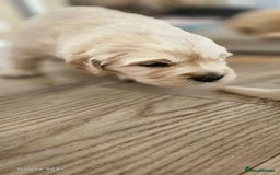 Golden Retriever dogs for sale: Beautiful chunky cream/golden retrievers  - Image 29