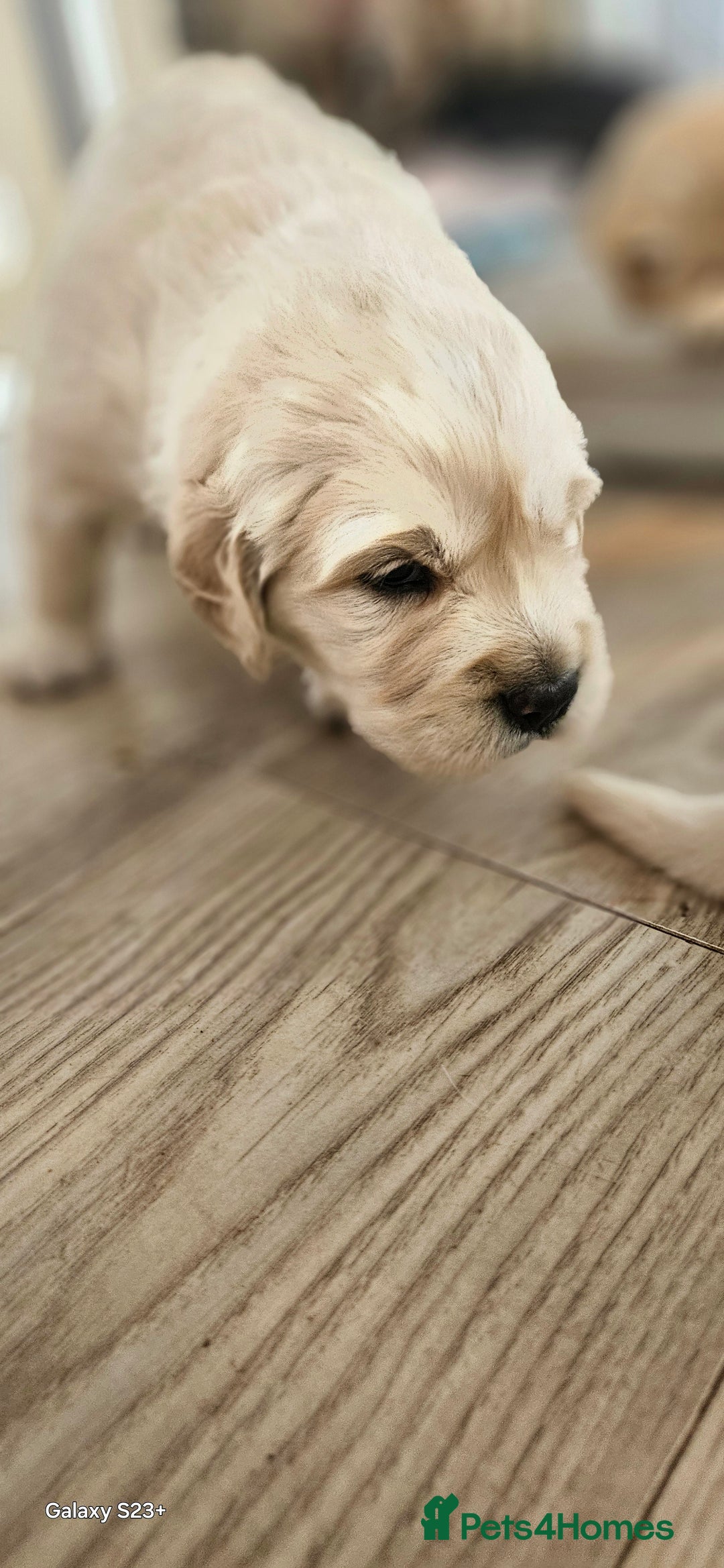 Golden Retriever dogs for sale: Beautiful chunky cream/golden retrievers  - Image 29