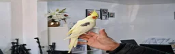 Cockatiels birds for sale: Super hand tamed cockatiel for sale  - Advert 5