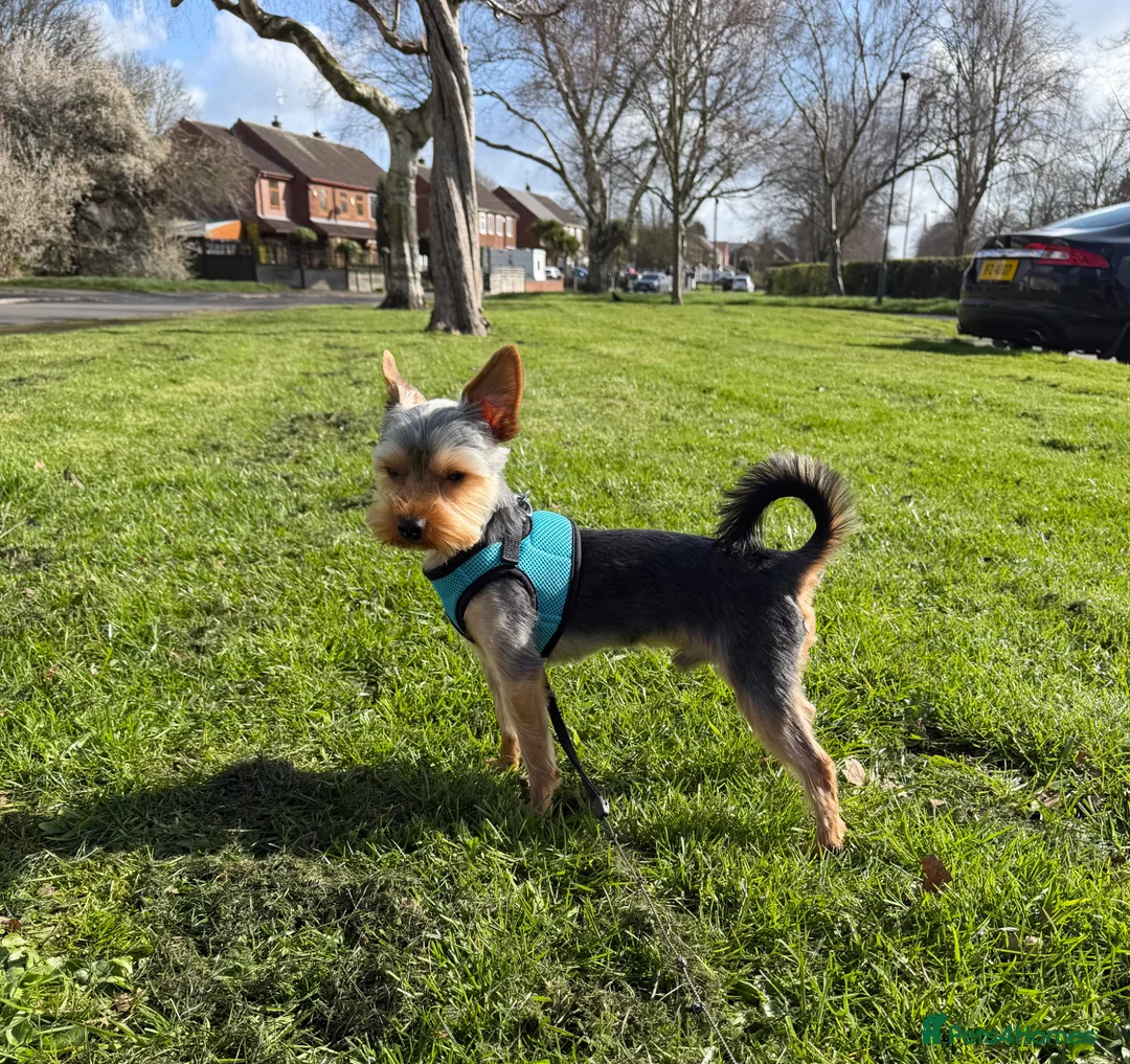 Yorkshire Terrier dogs for stud: Mr Boss in Derby - Advert 1