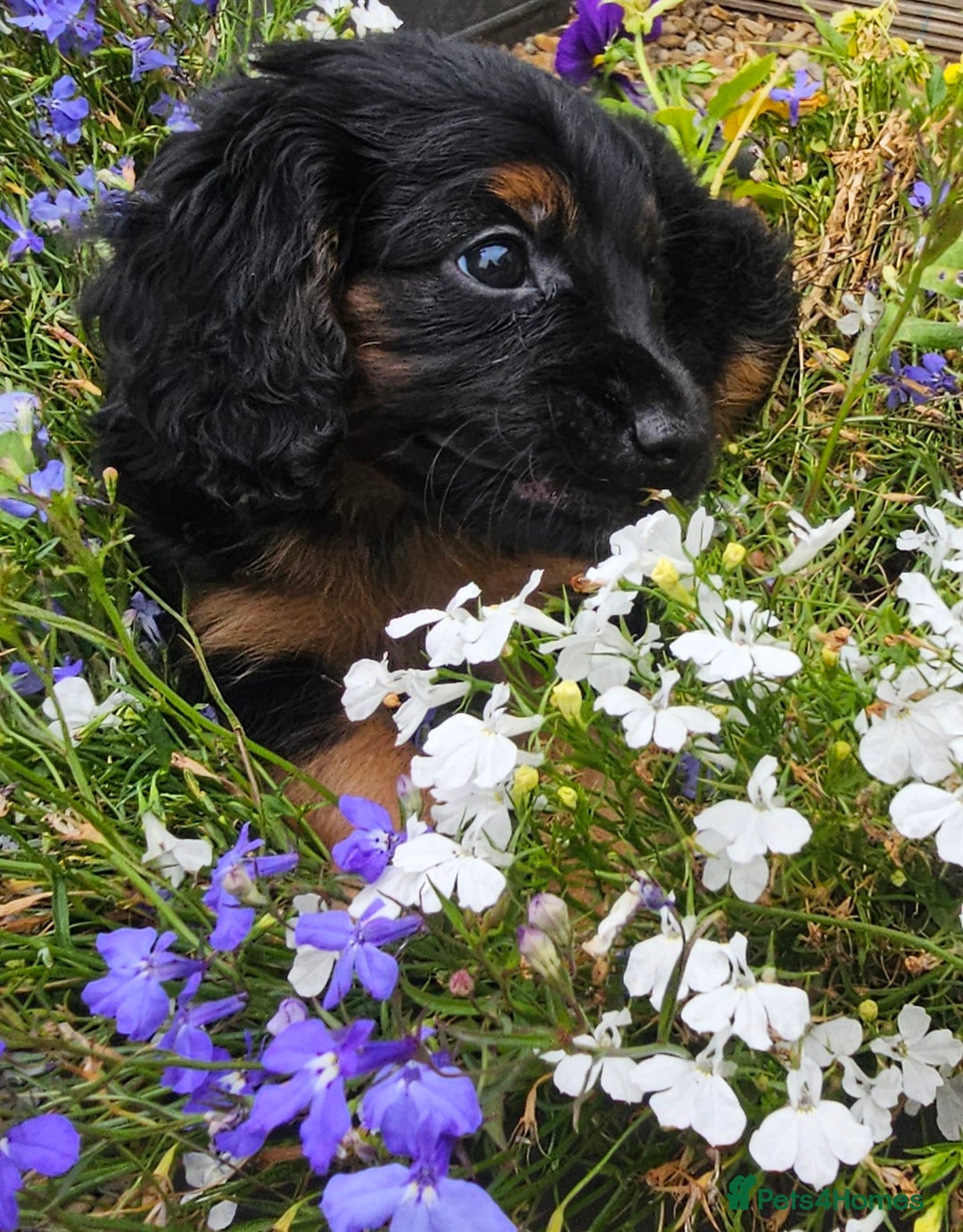 Cockapoo dogs for sale: The best cockapoos - Image 40