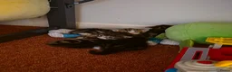 Mixed Breed cats for sale: Kittens - Advert 5