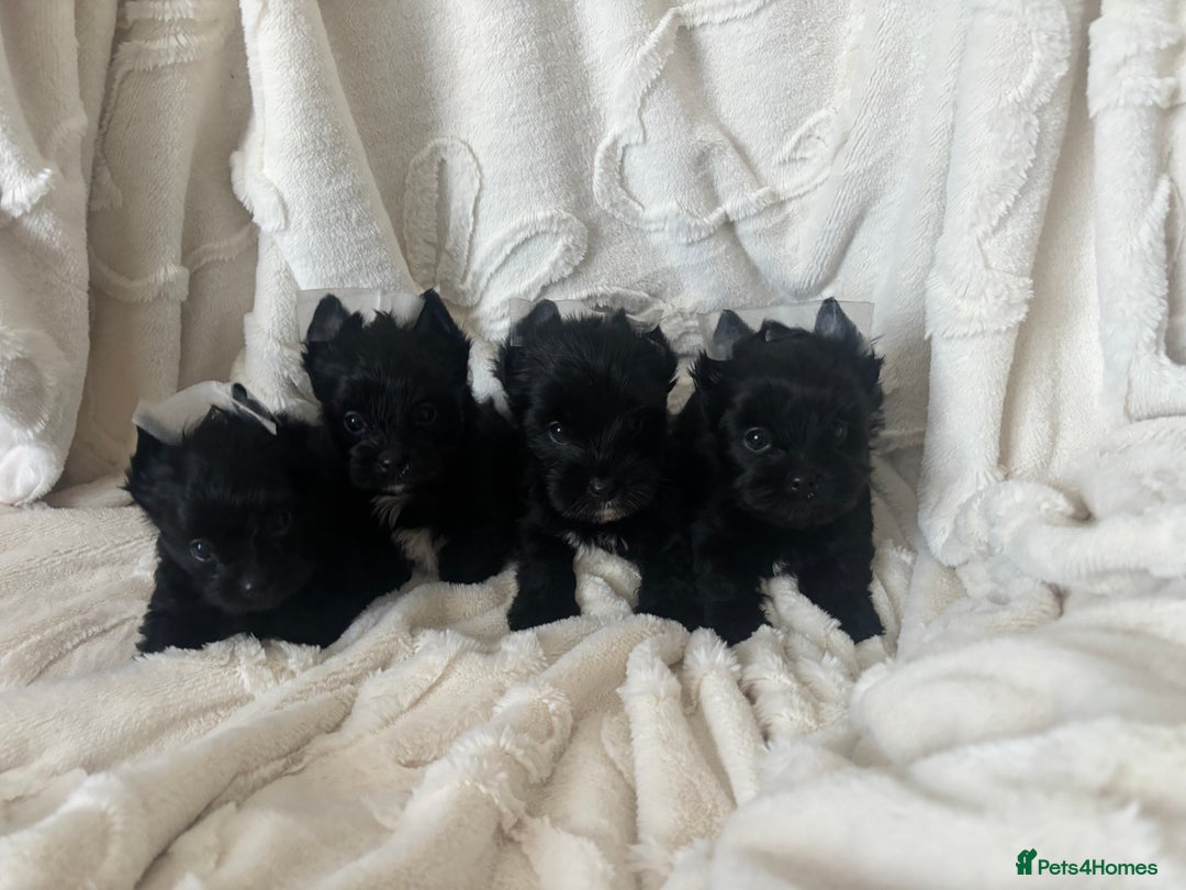 Yorkshire Terrier dogs for sale: Mini Black Yorkshire terriers puppies  - Advert 2