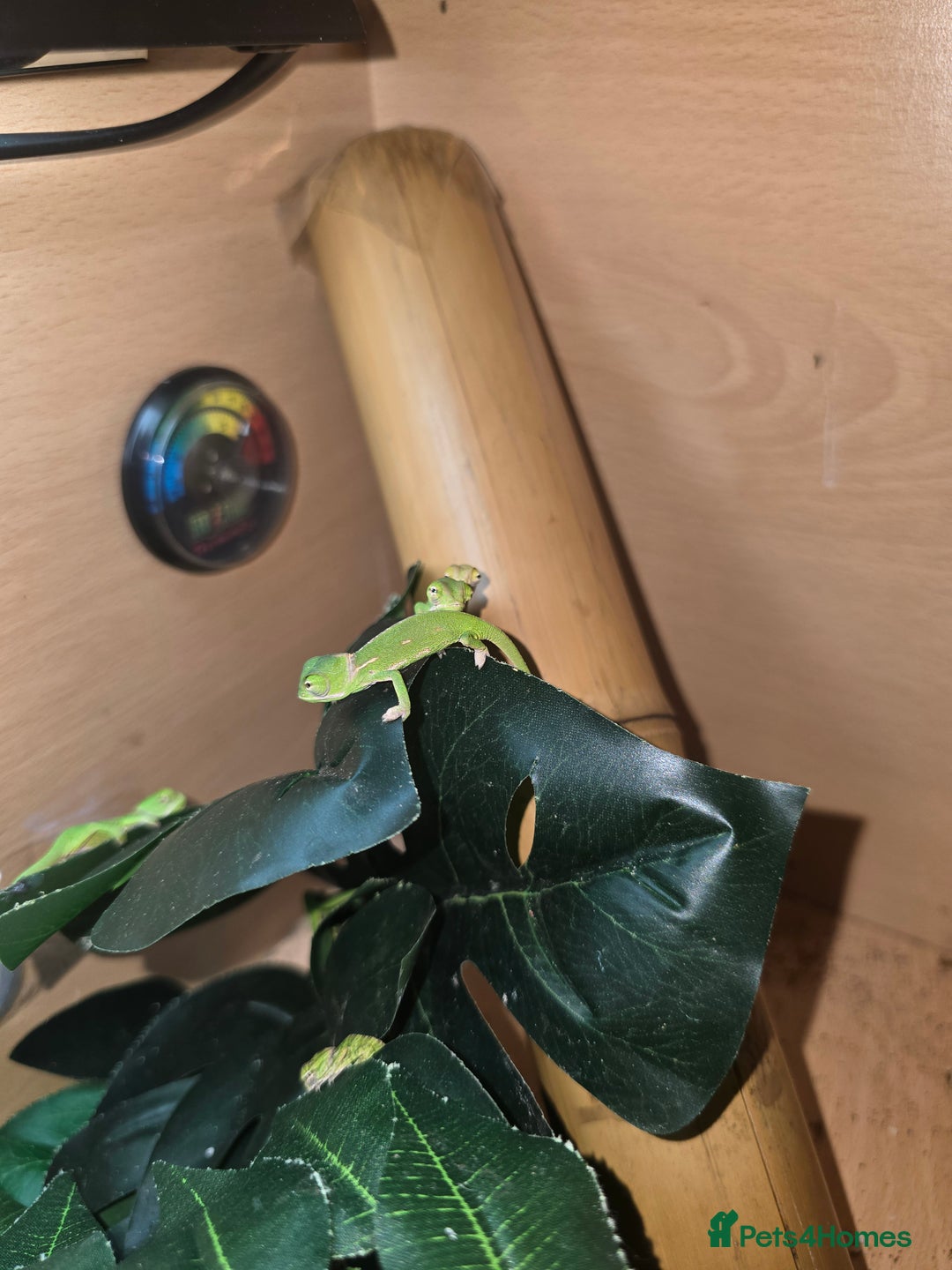 Chameleon reptiles for sale: veiled chameleon - Advert 11