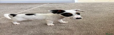 Jack Russell 2