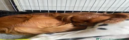 Cavalier King Charles Spaniel dogs for sale: Pedigree ckcs ruby boy  - Advert 1