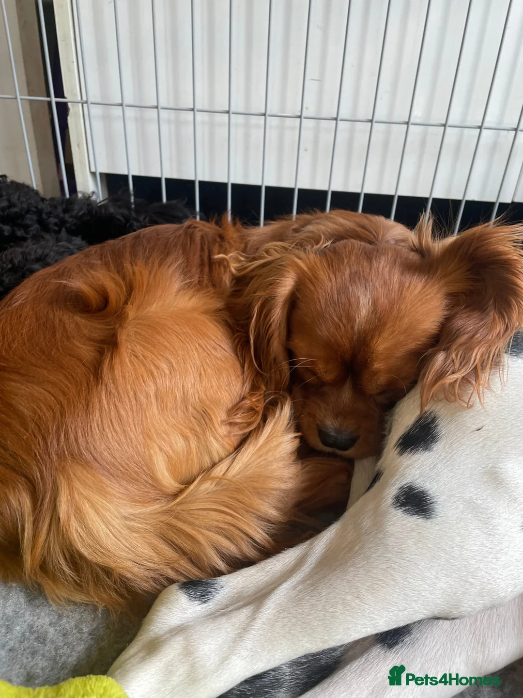 Cavalier King Charles Spaniel dogs for sale: Pedigree ckcs ruby boy  - Advert 1