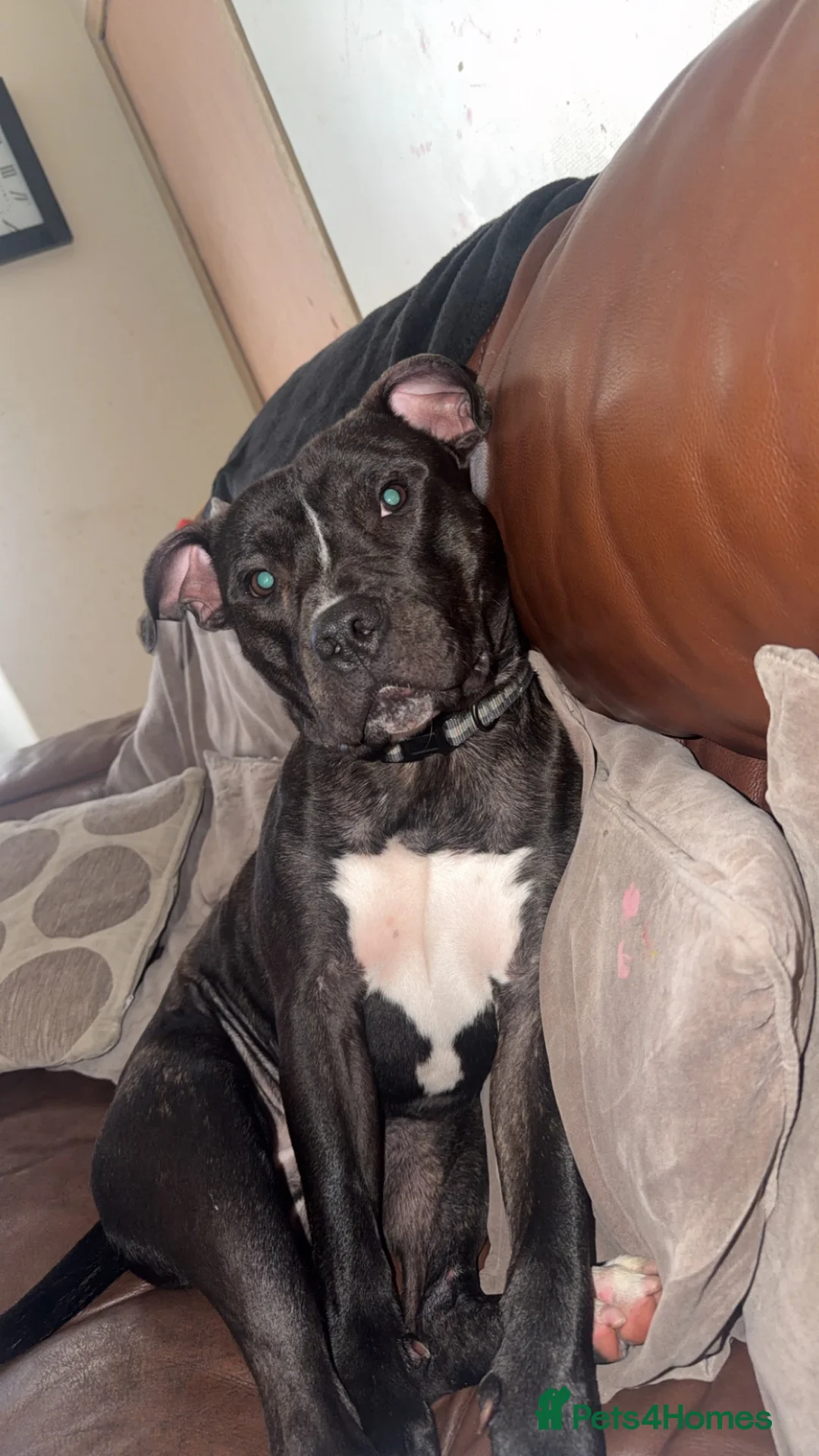 Mixed Breed dogs for sale: Staffy for sale  - Advert 1