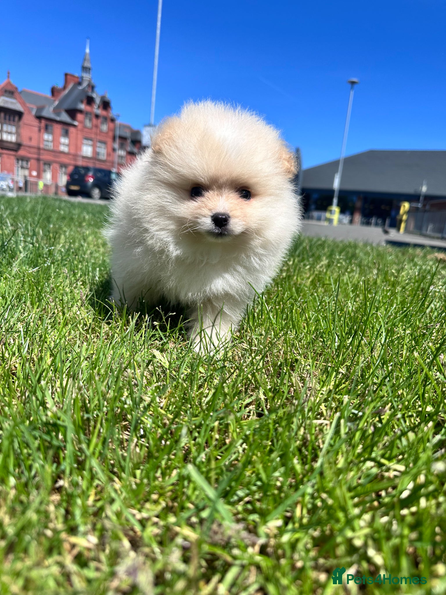 Pomeranian dogs Ready now Double Champion Lines Pomeranian KC Reg - Advert 4