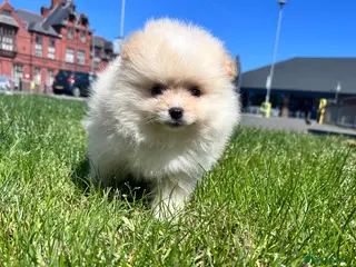 Pomeranian dogs Ready now Double Champion Lines Pomeranian KC Reg - Advert 4