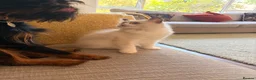 Ragdoll cats for sale: Last remaining Female Ragdoll GCCF Kitten - Advert 21