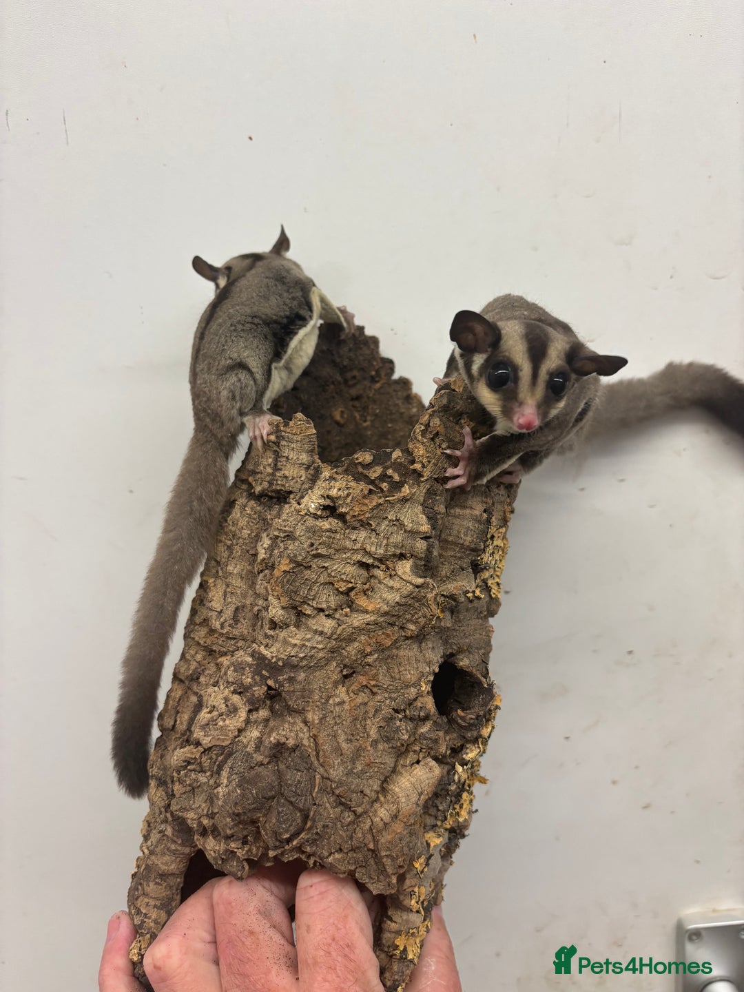 Sugar Glider rodents for sale: Baby sugar gliders - Advert 3