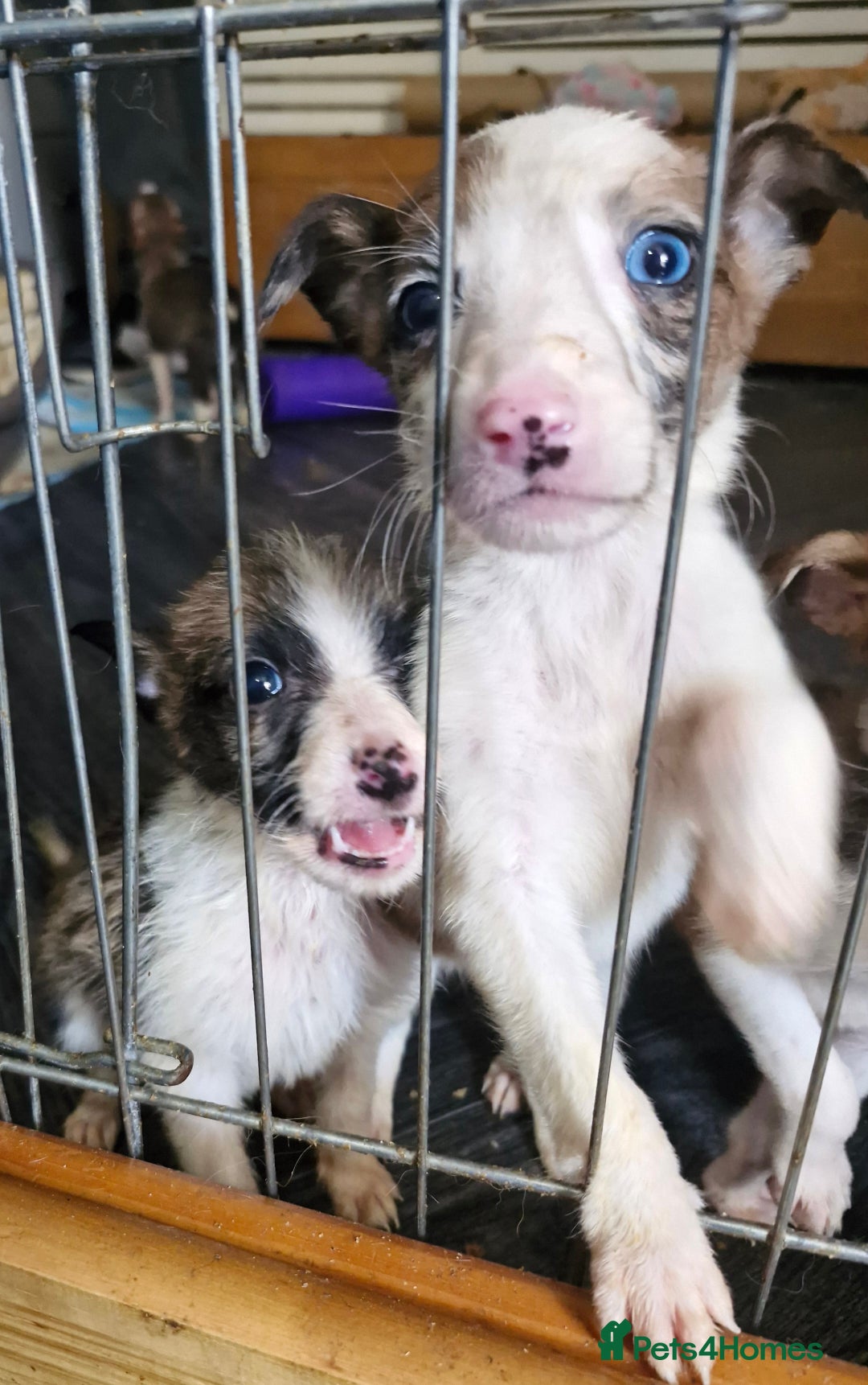 Lurcher dogs for sale: 8 beautiful lurcher puppies  - Image 3