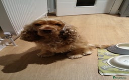 Cocker Spaniel dogs for sale: Cocker Spaniel - Image 1