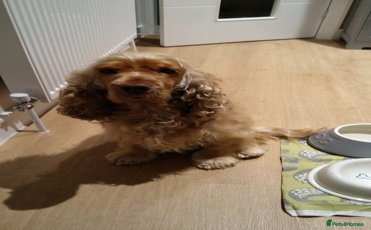 Cocker Spaniel dogs - Advert 10