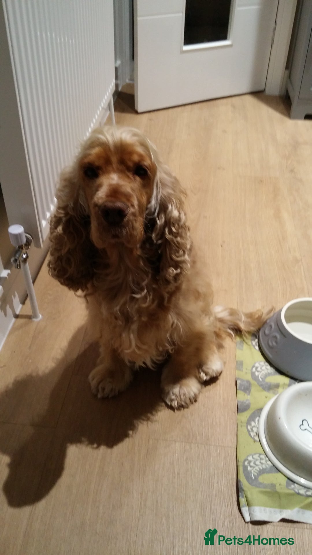 Cocker Spaniel dogs for sale: Cocker Spaniel - Image 1