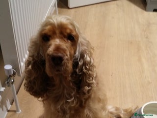 Cocker Spaniel dogs - Advert 5