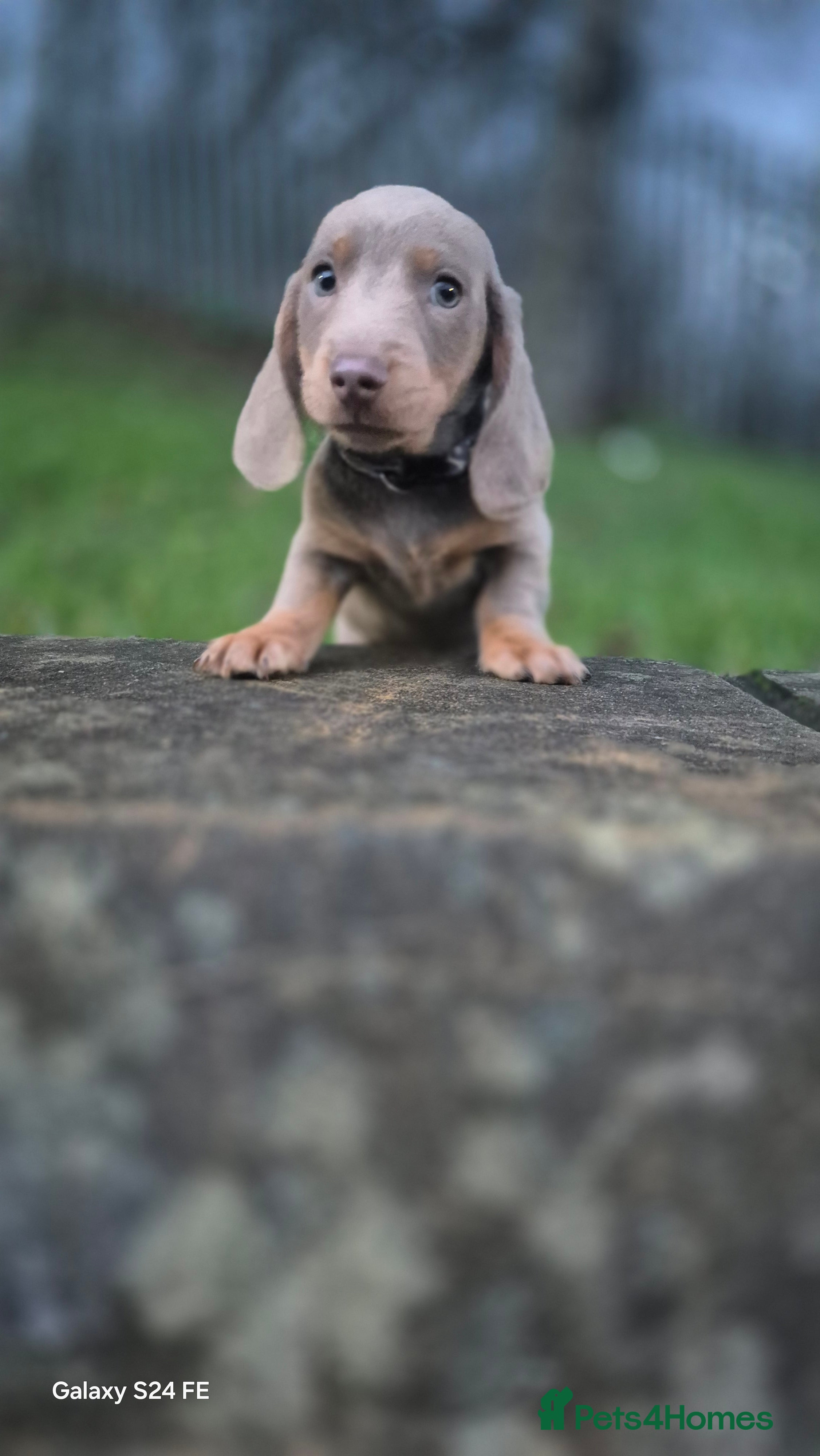 Dachshund dogs miniature dachshund READY  - Advert 2