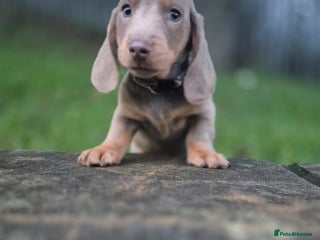 Dachshund dogs miniature dachshund READY - Advert 3