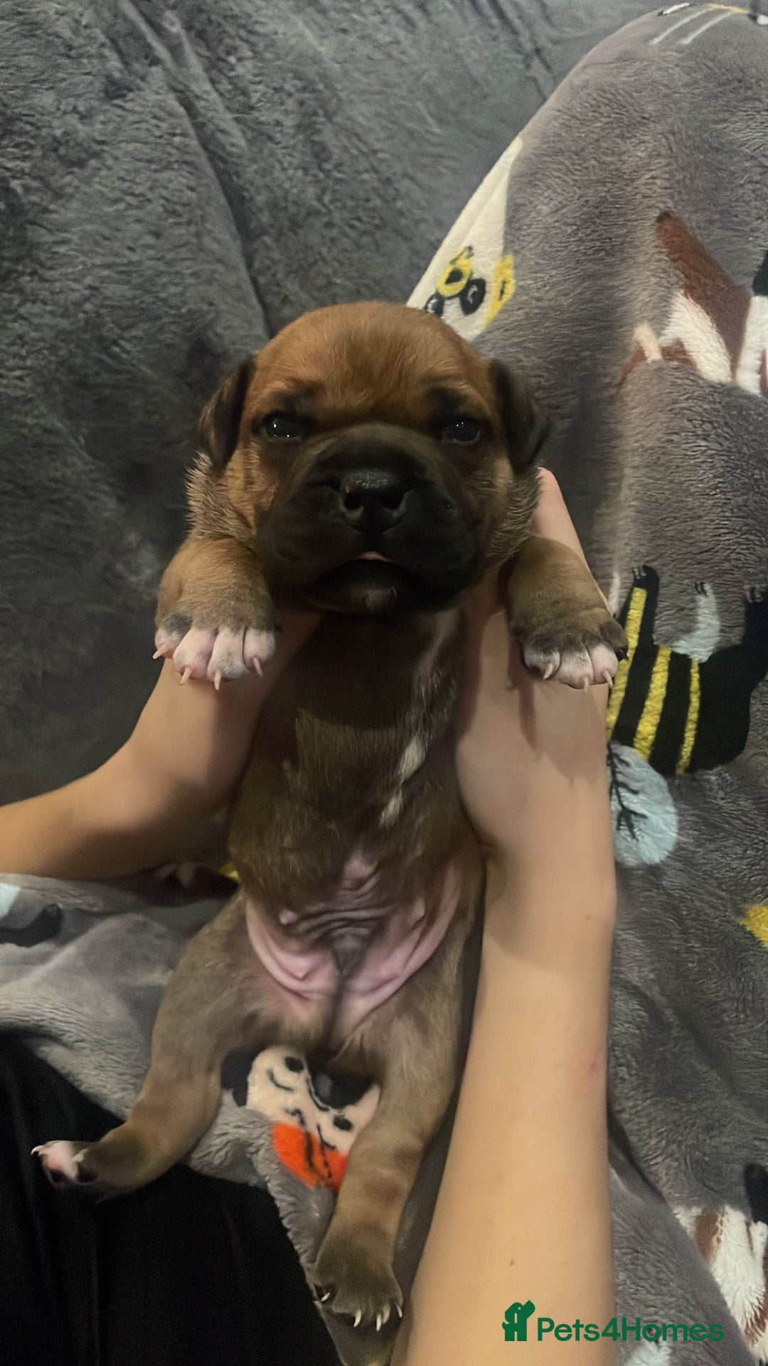 Staffordshire Bull Terrier dogs for sale: Beautiful chunky red staffys  - Advert 10