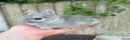 Netherland Dwarf rabbits for sale: Netherland dwarf squirrel Buck  - Advert 5