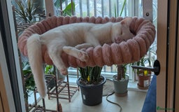 British Shorthair cats for sale: ****** for adoption - Image 3