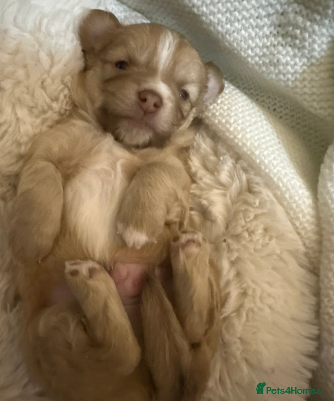 Chihuahua dogs for sale: 3 gorgeous pedigree puppies  - Advert 11